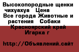 Высокопородные щенки чихуахуа › Цена ­ 25 000 - Все города Животные и растения » Собаки   . Красноярский край,Игарка г.